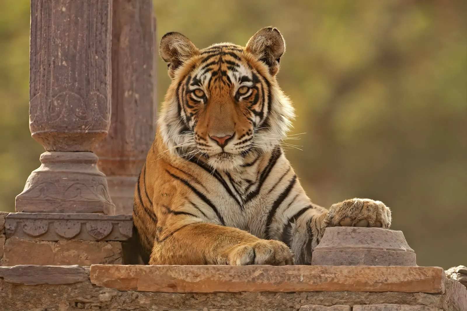 Ranthambore Safari Tour